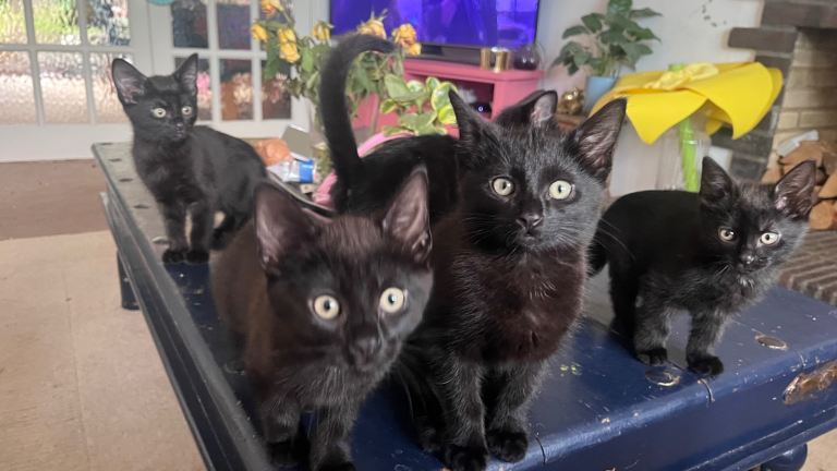Six Black Kittens 