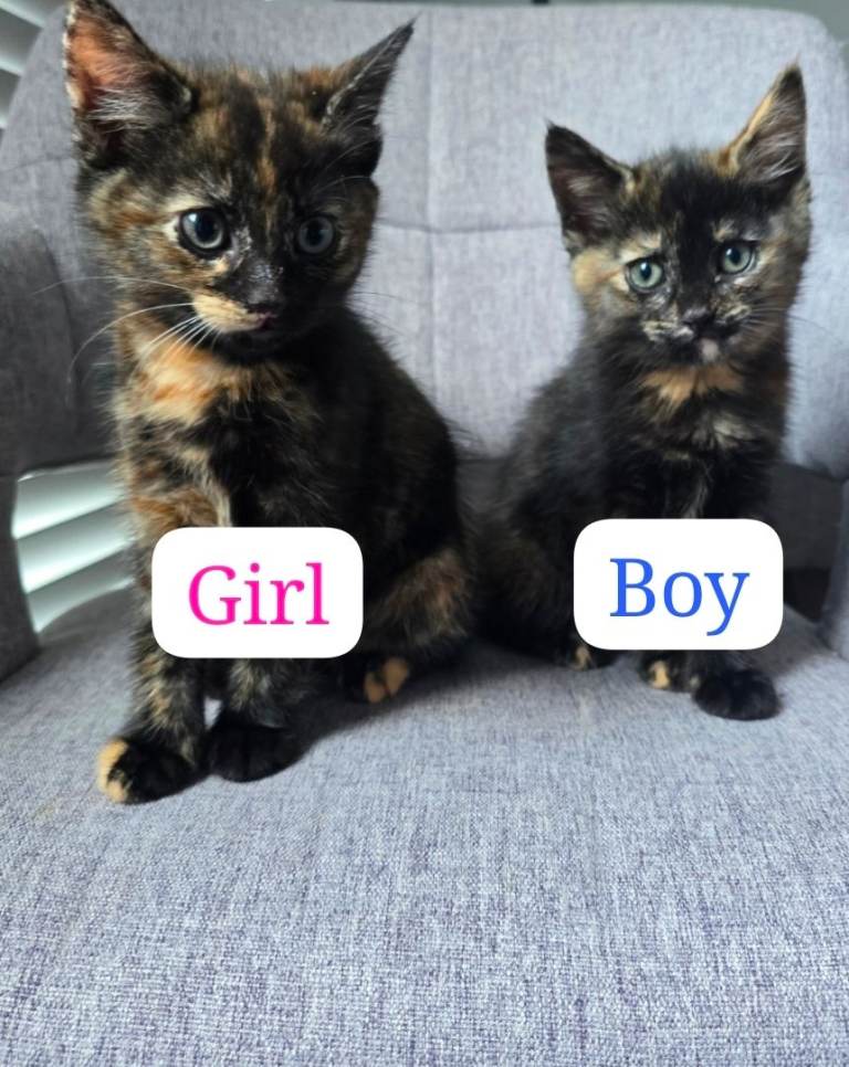 🐾 Kittens for Sale – 1 Boy & 1 Girl! 🐾