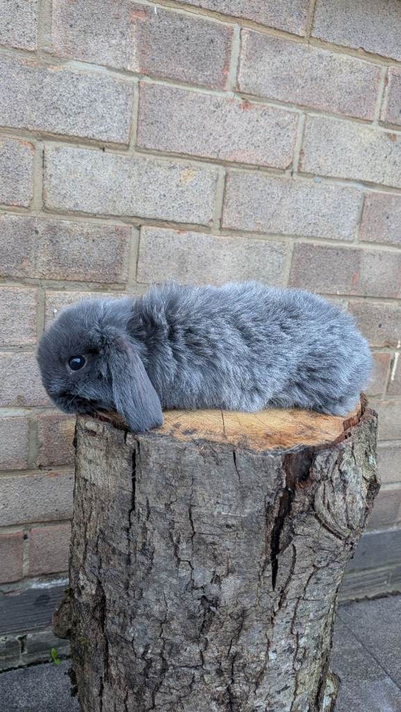 Last baby lop rabbit left