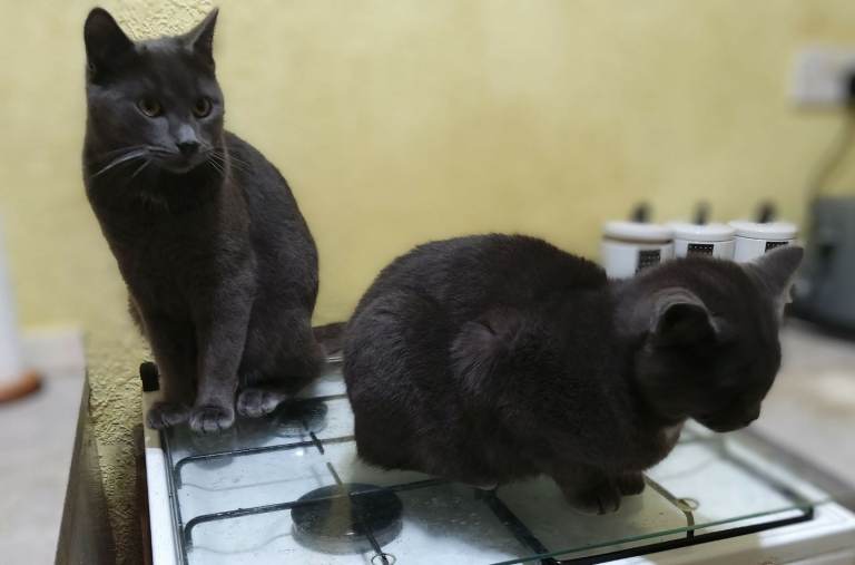Male grey cats