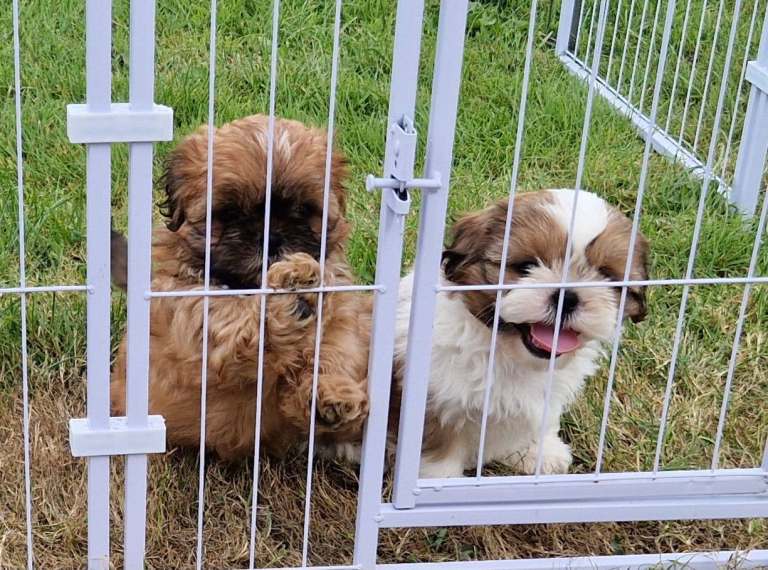 KC registered shih Tzu pups champion lines shihtzu shitzu