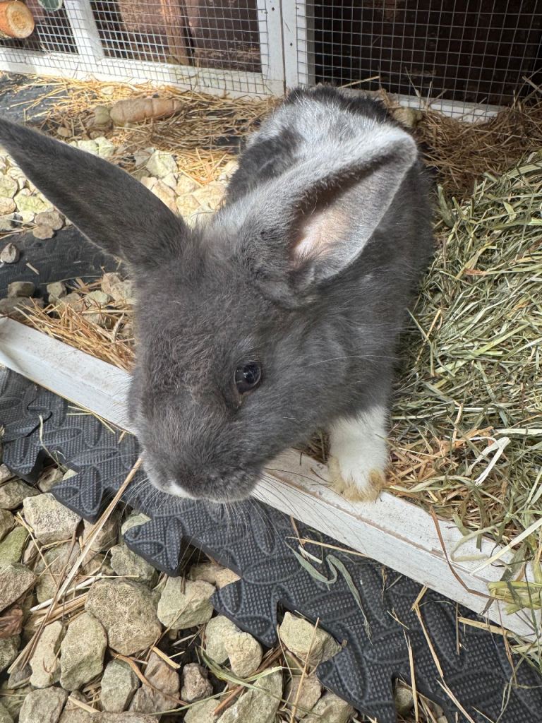 Rabbit 