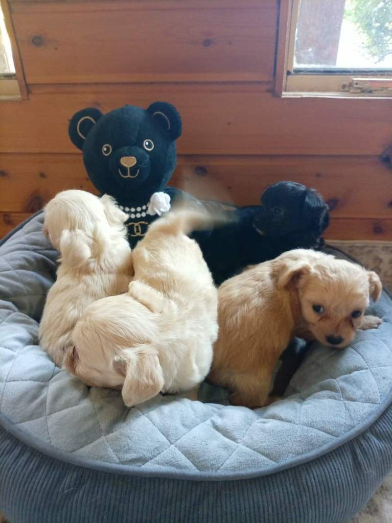 Toy poodle x chihuahua pups