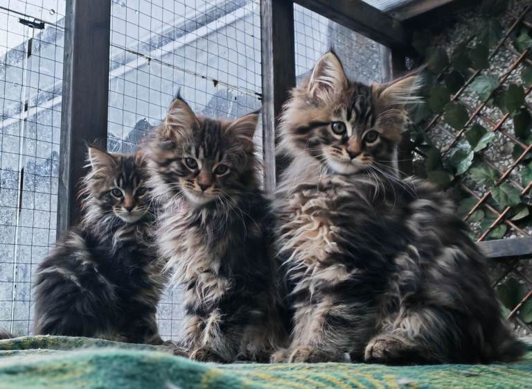 Beautiful Maine Coon kittens 