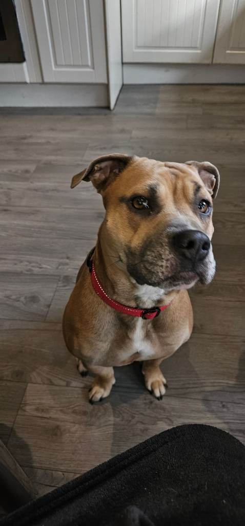 Cross staffy/english bulldog
