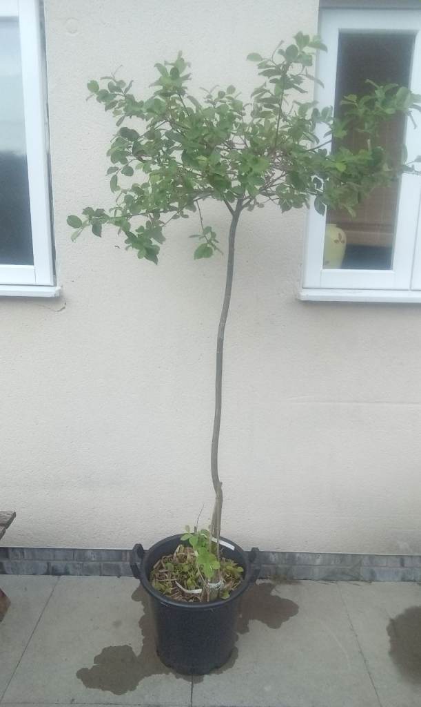 LARGE ESTABLISHED GARDEN POTTED TREE IN 30 LITRE PLANTER 