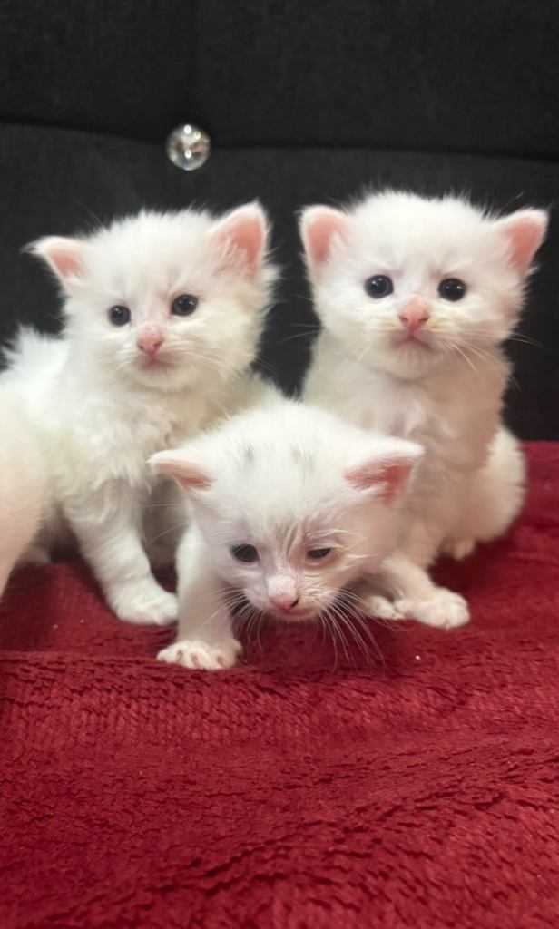 kittens