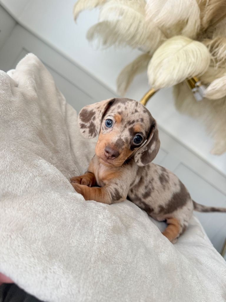 Mini Dachshunds Lookin for a loving home 