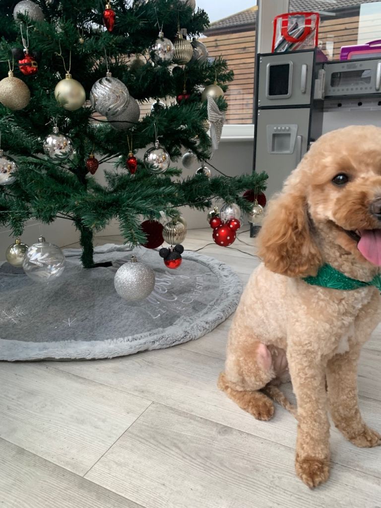 Our Dog Daisy for sale 