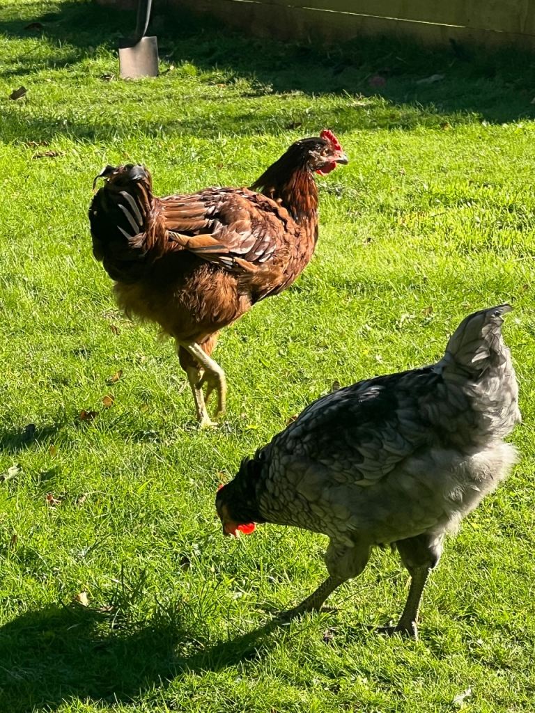 Cockerel 