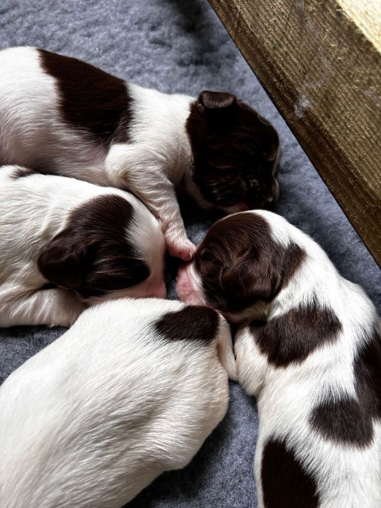 Springer spaniel Puppies 