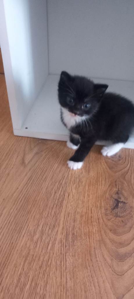 8 weeks kitten 