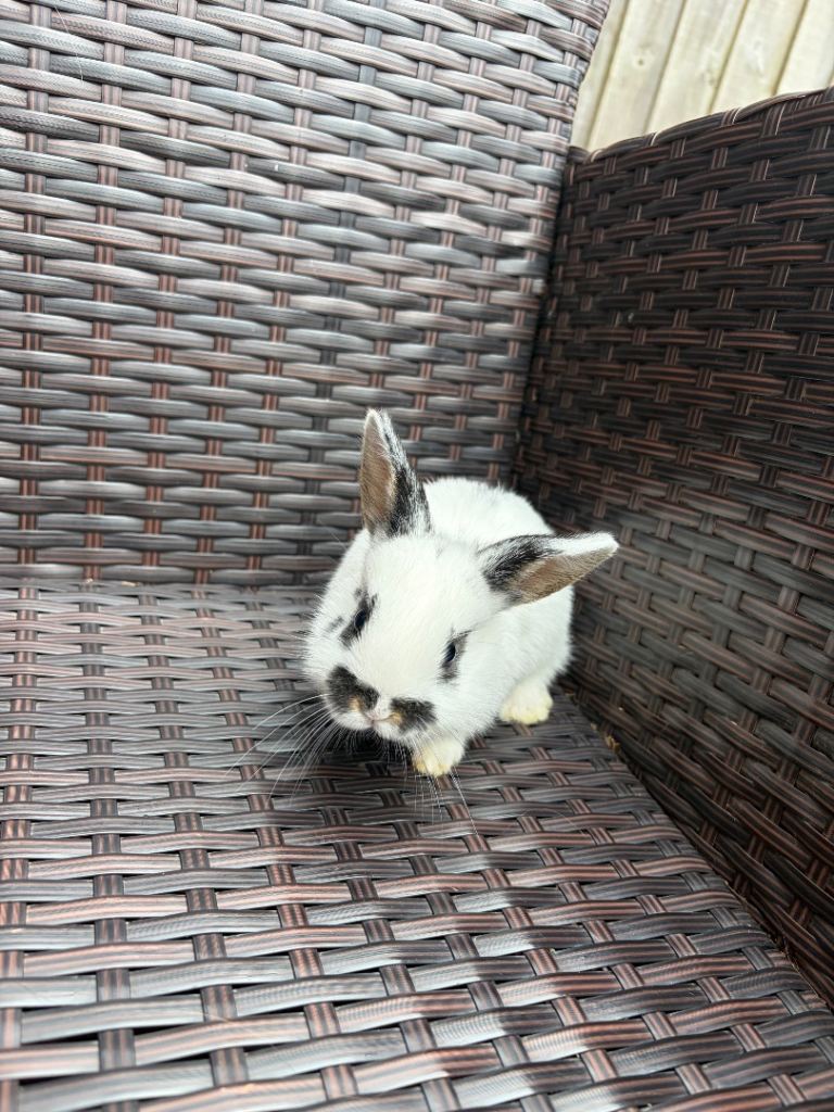 5x MINI LION LOP BUNNIES LEFT