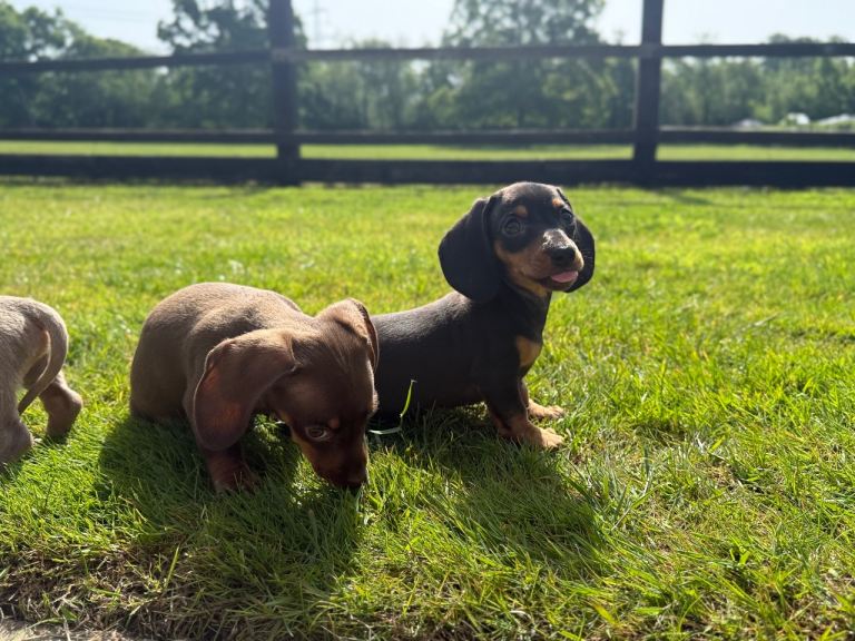 Mini dachshund puppies
