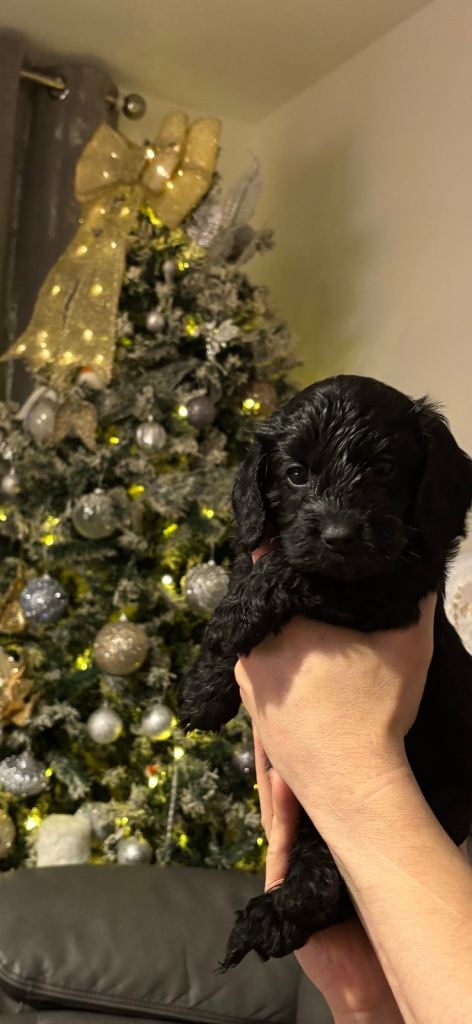 Cockerpoo puppies 