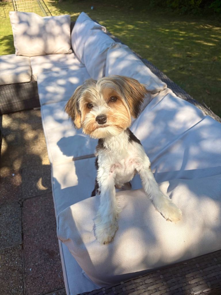 1 year old Biewer Terrier 