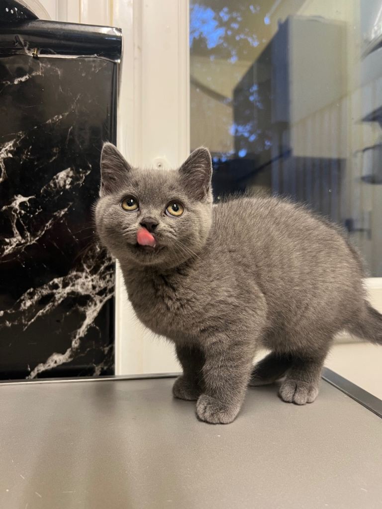 British shorthair 
