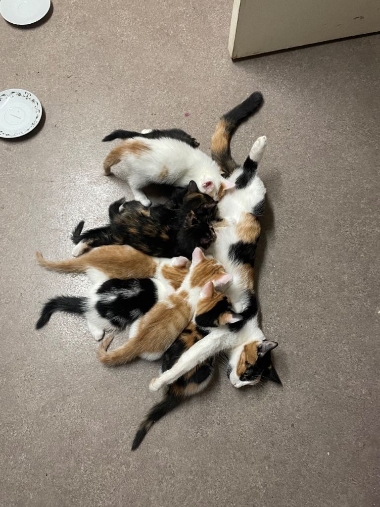 8 kittens looking for home