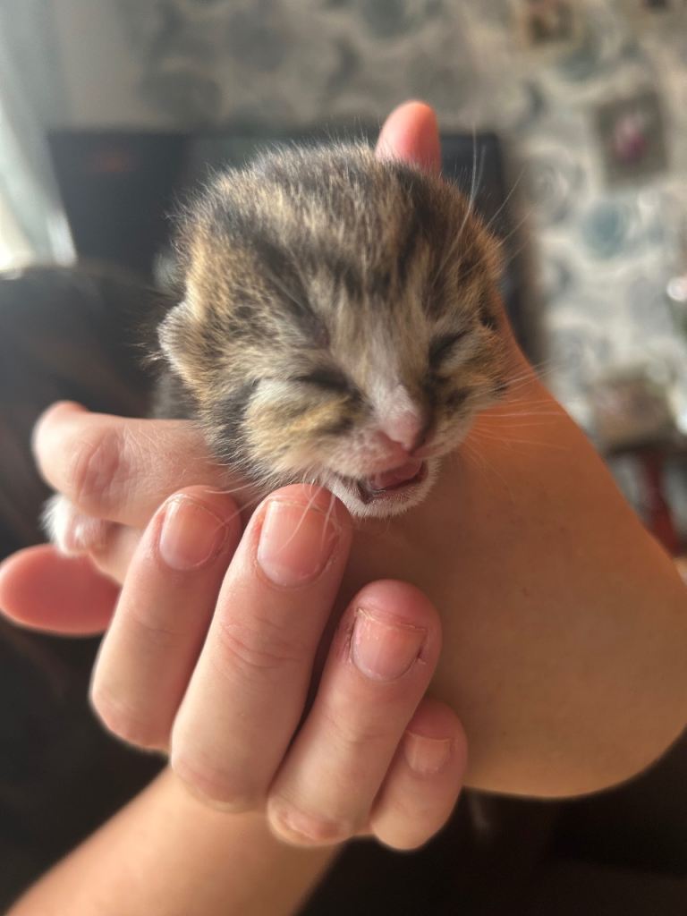 Kittens 