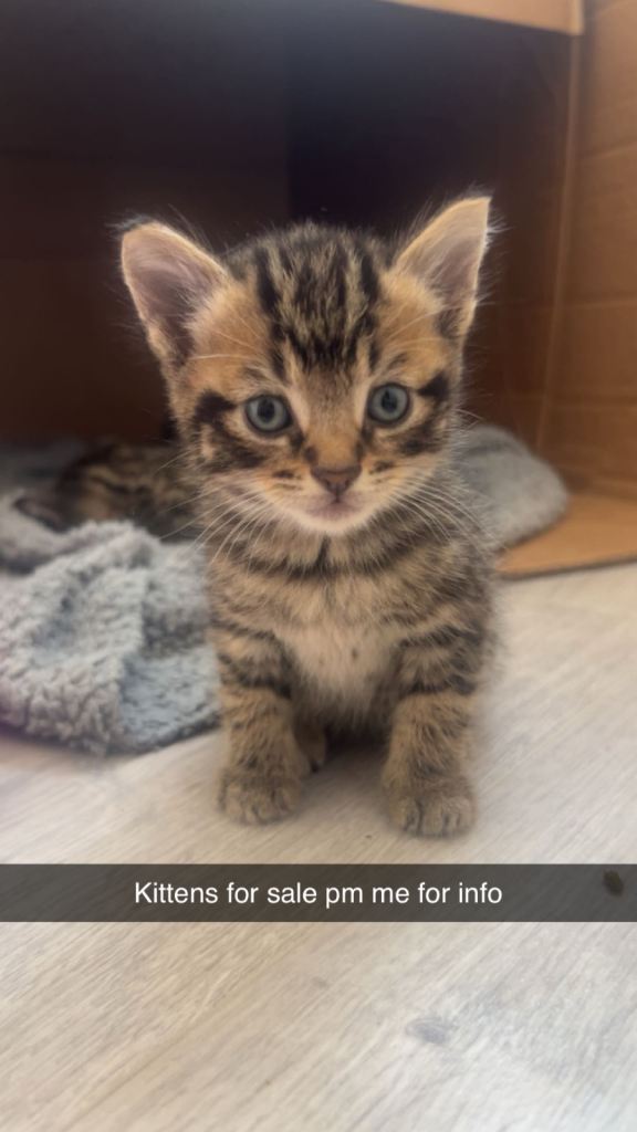 Beautiful Bengal x korat kittens. 