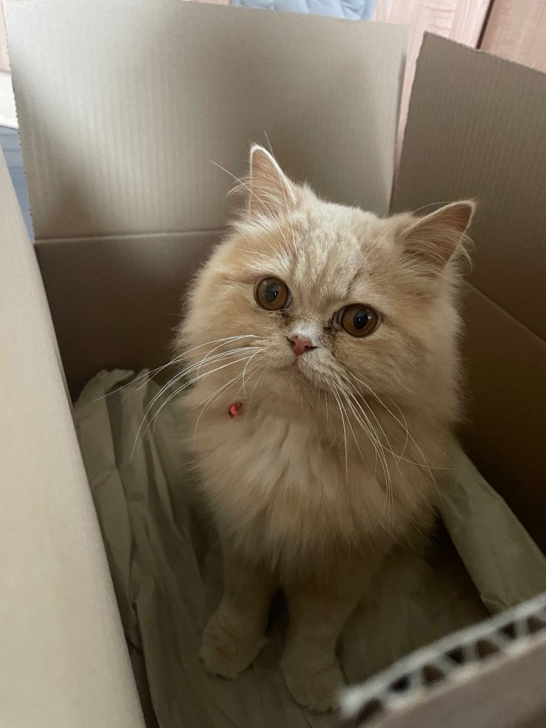 Persian Cat for Rehoming