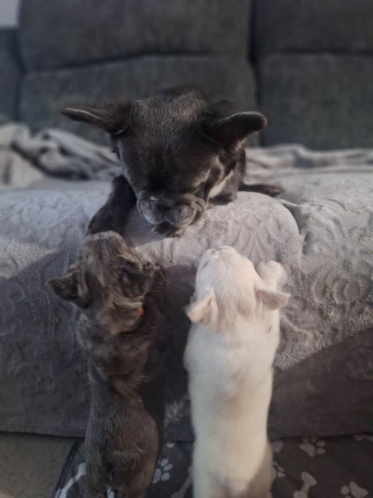 Fluffly French bulldog puppies