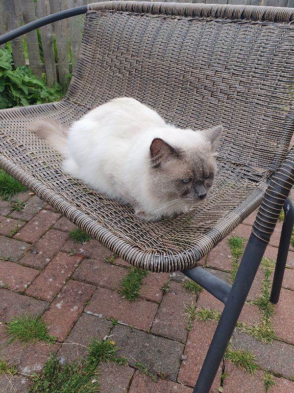 Cats for sale 