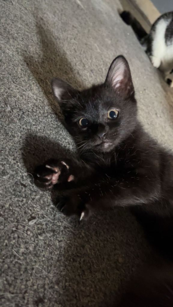 2 black kittens for sale 