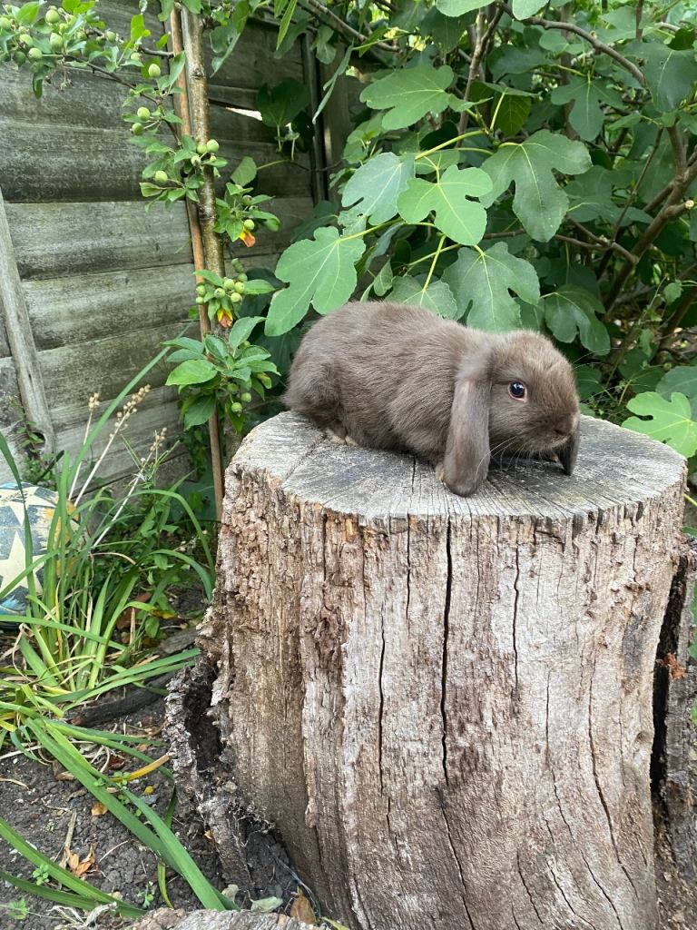 Super Friendly Pure Bred Mini Lop Bunnies