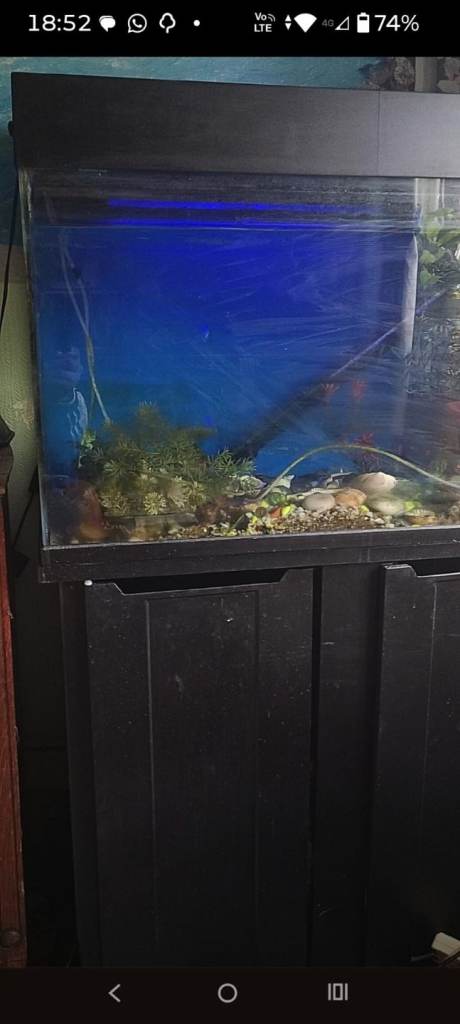 Fish Tank 