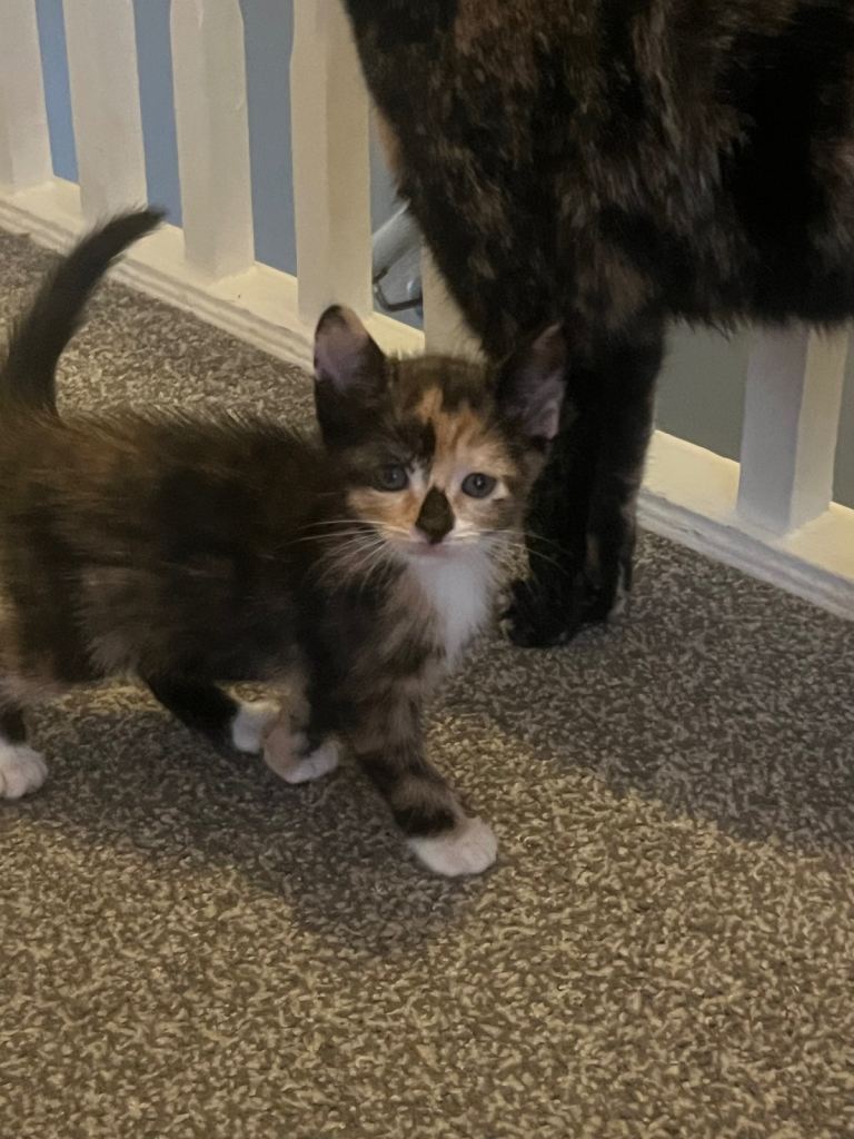 kittens ready now 