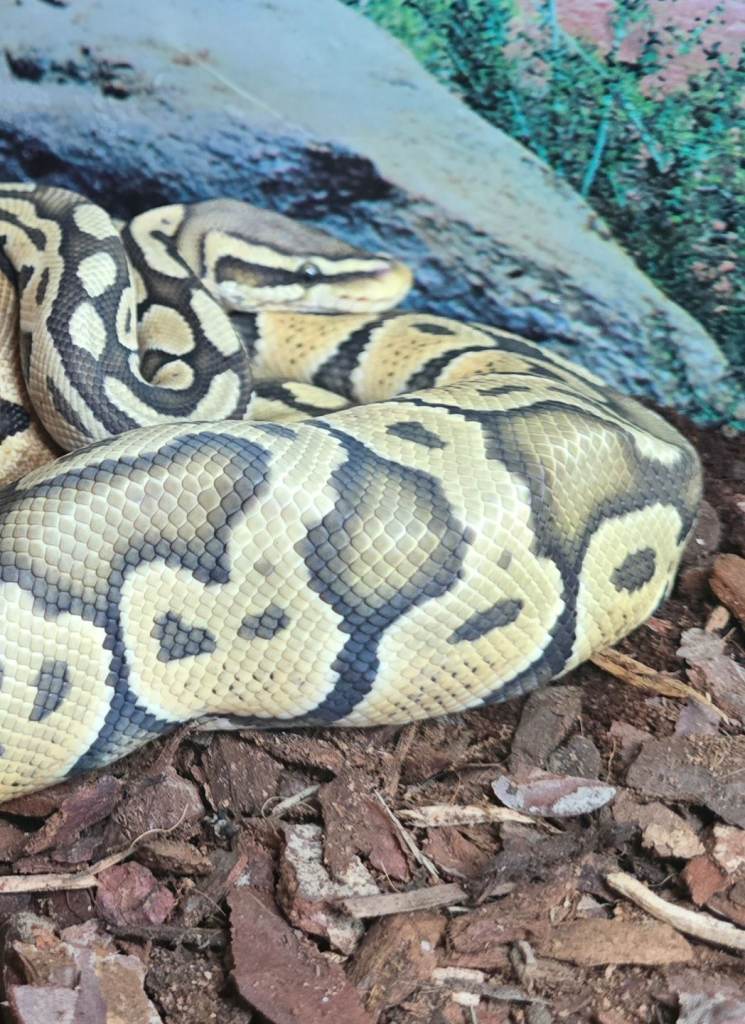 Male hypo-pastel royal python