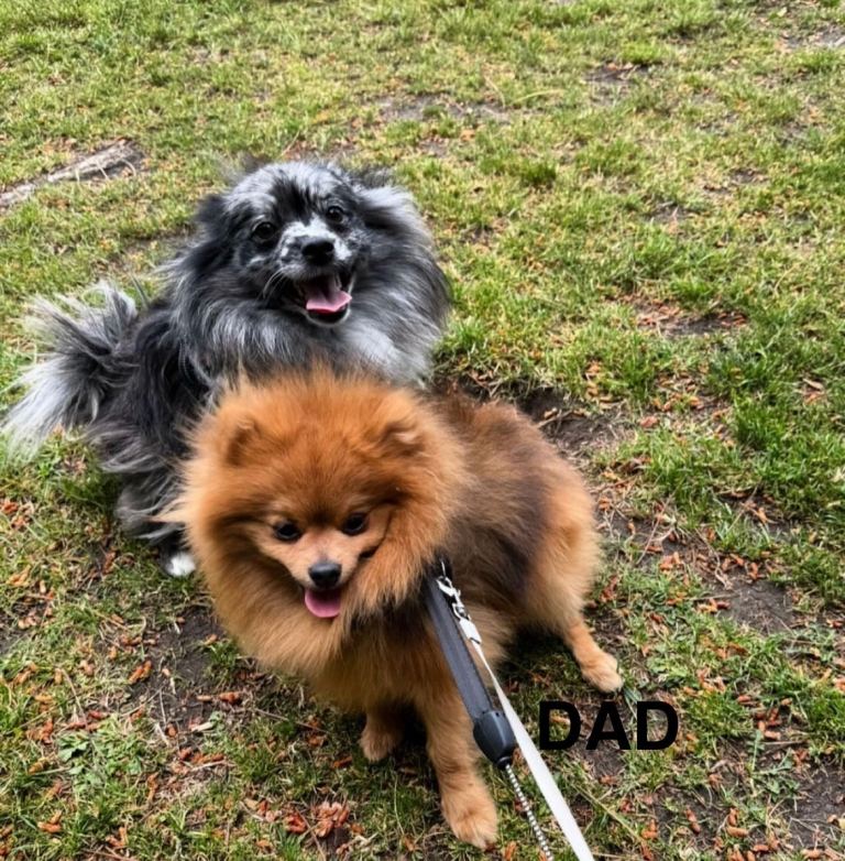 Pomeranians