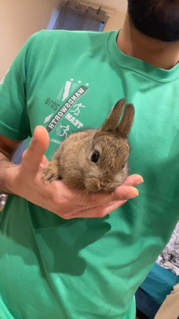 Pure Netherland Dwarfs