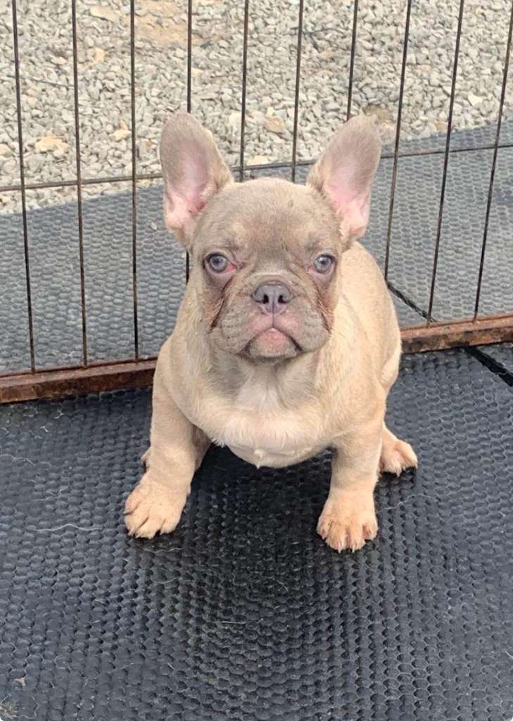 Lilac fawn french bulldog puppies