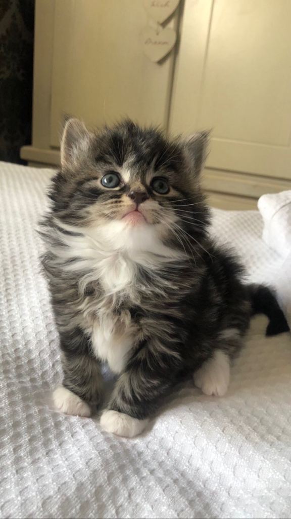 2 Beautiful female bengal/maine coon kittens for sale