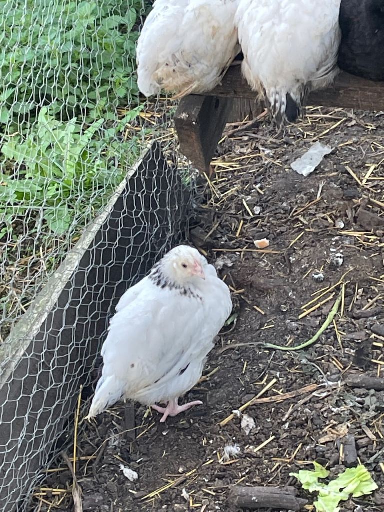 Light Sussex Hens