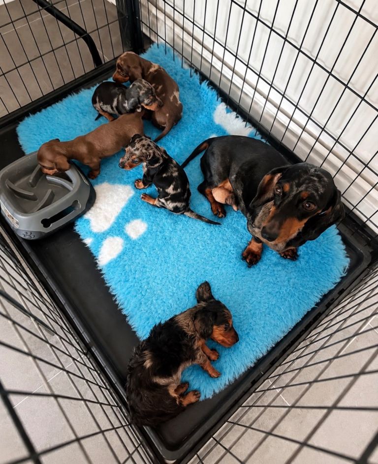 Miniature Dachshunds 