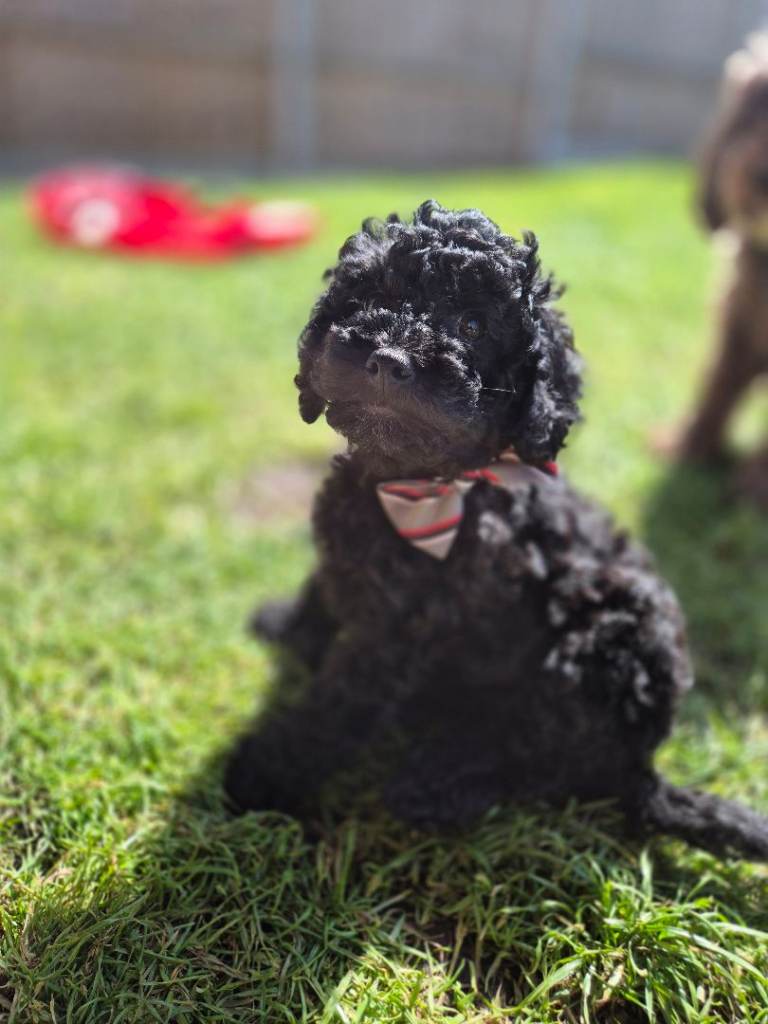 2 female cockapoo puppies left ready to go to new homes 