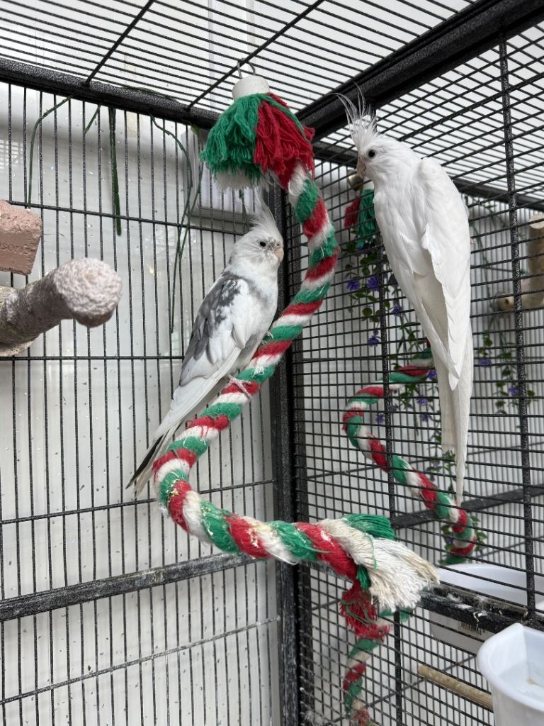 Cockatiels 