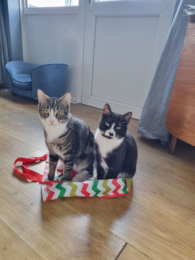 Domestic cats
