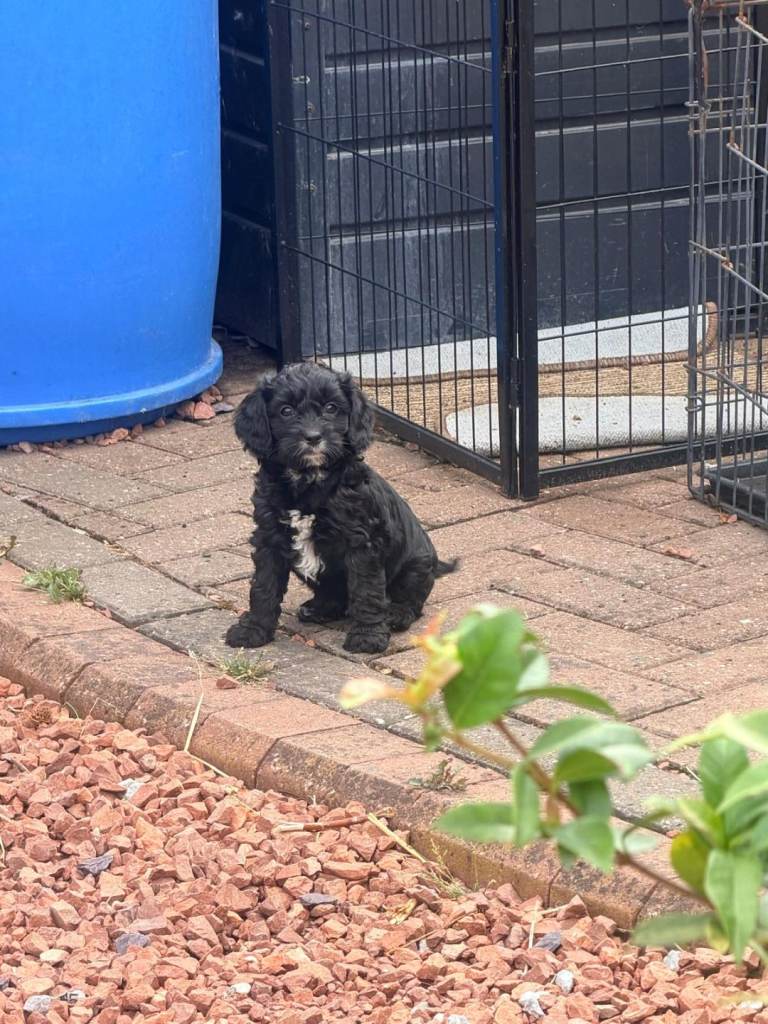 Cavapoo puppies 