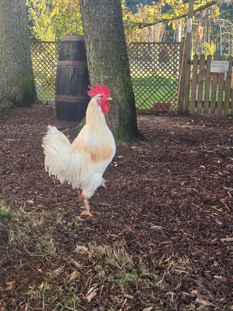 LEGHORN/PEKIN COCKEREL