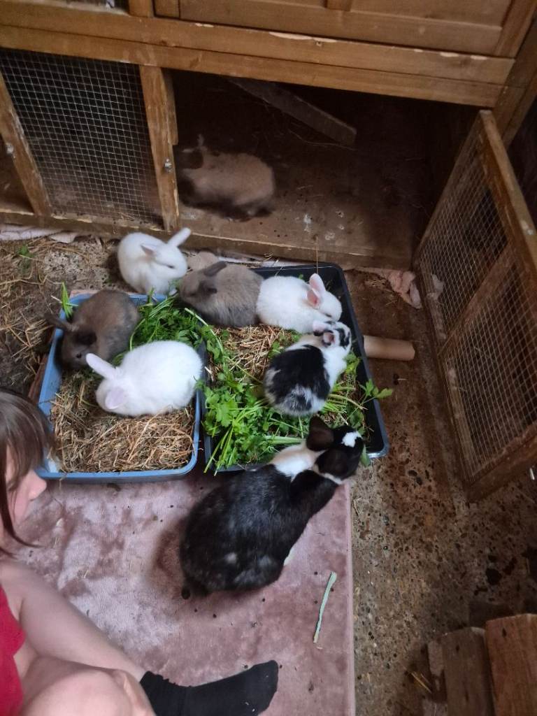 Baby rabbits 