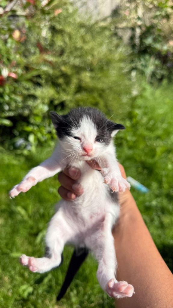 Kitten looking for a good home 