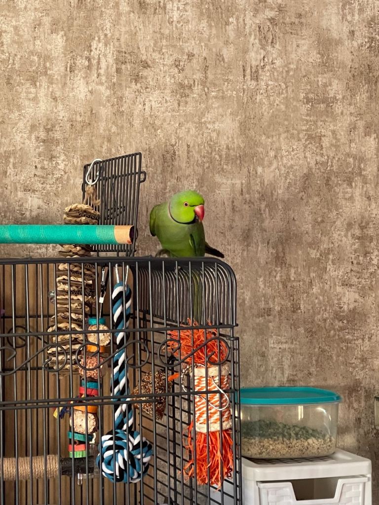 INDIAN RINGNECK MALE PARROT 