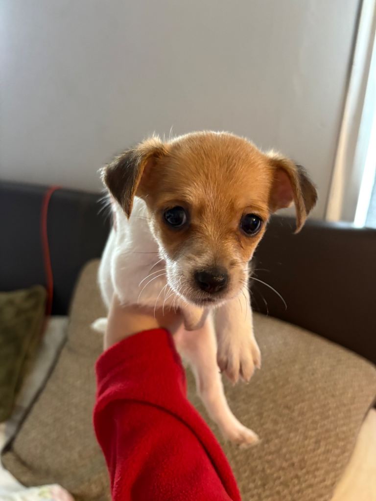 Jack Russell x Chihuahua