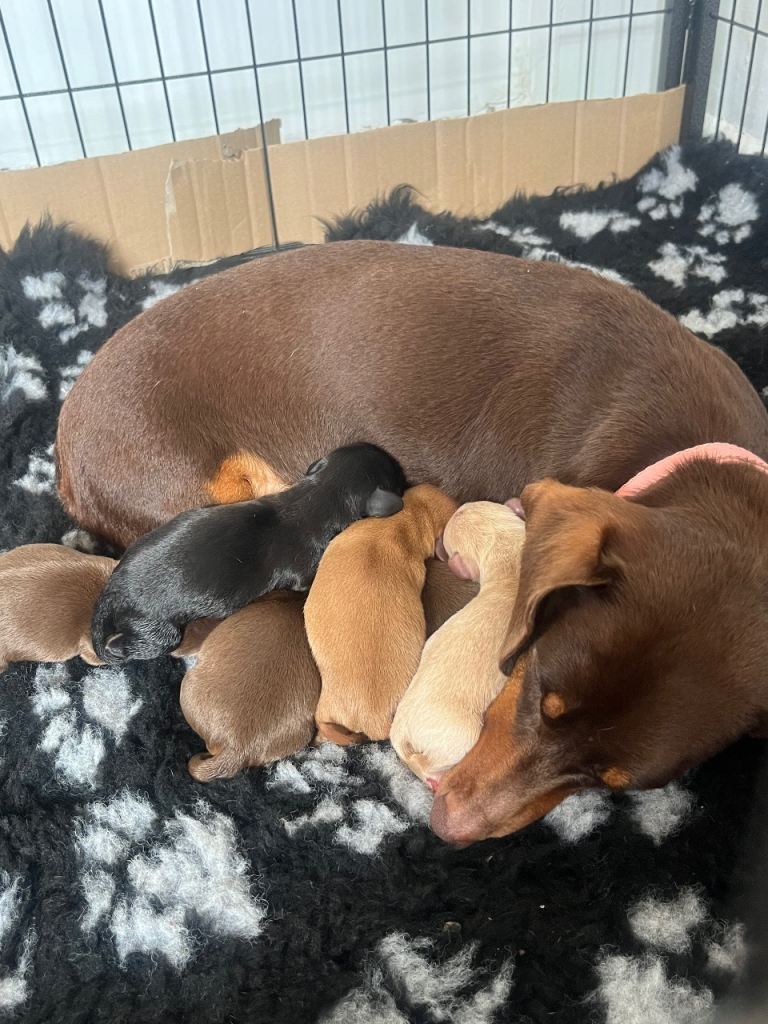 KC registered Miniature Dacshund Puppies