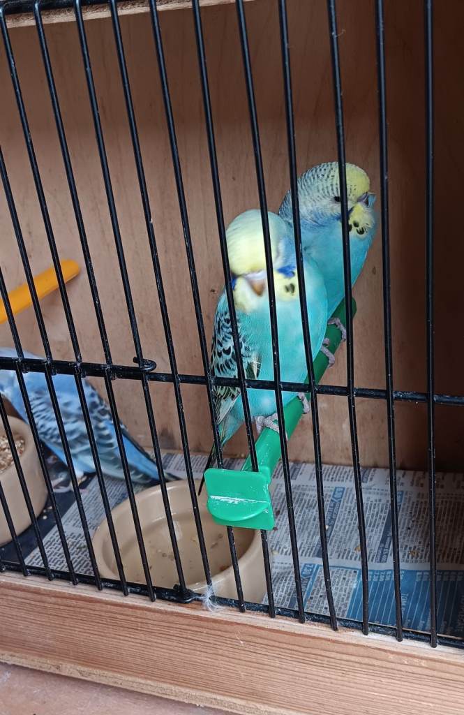 Baby budgies 