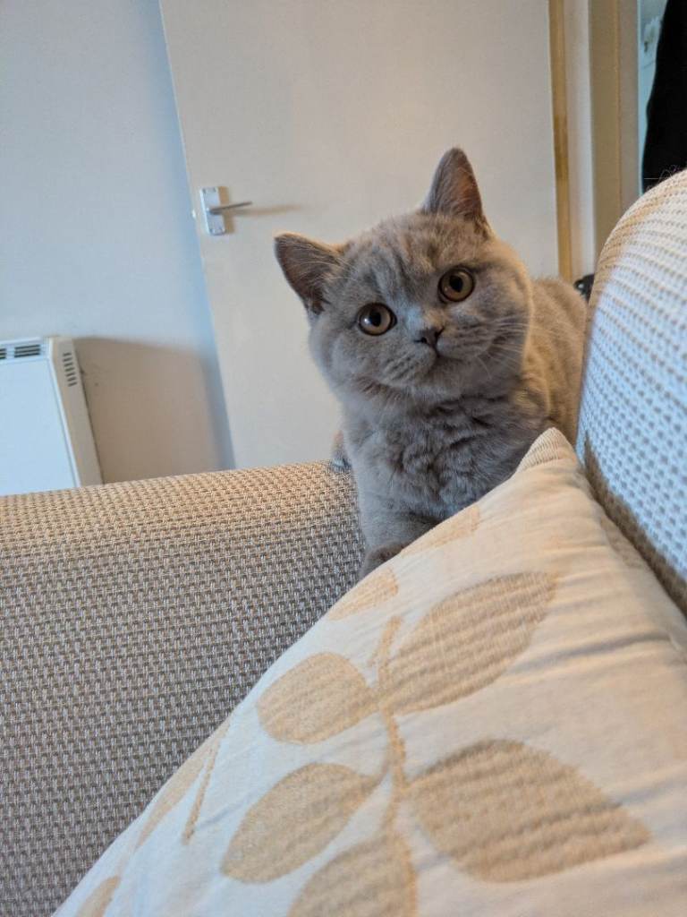 Beautiful kitten 